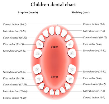 Tooth Eruption Chart - Pediatric Dentist in Macon, GA